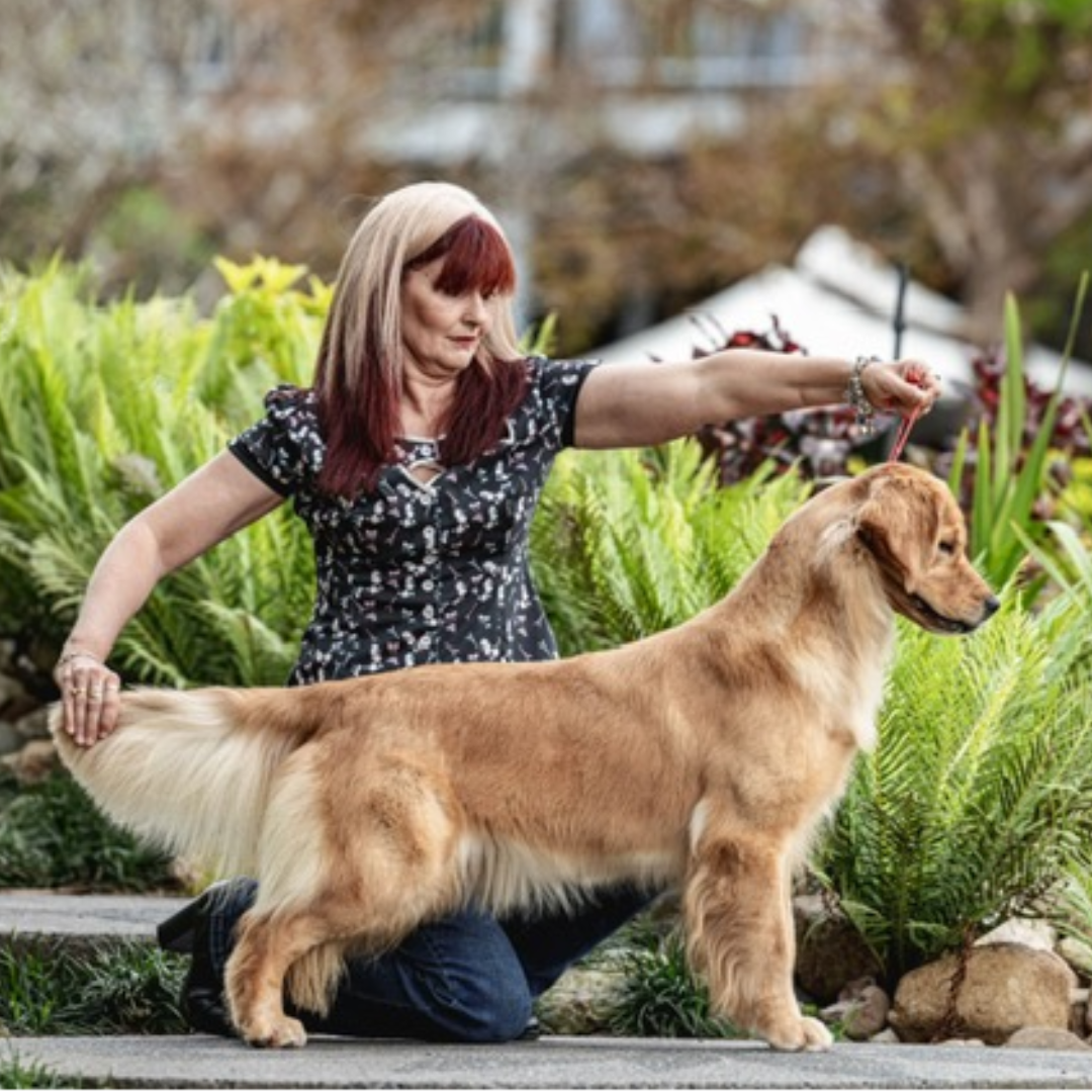 Anthea Adams - WYSIWYG Golden Retriever Kennels