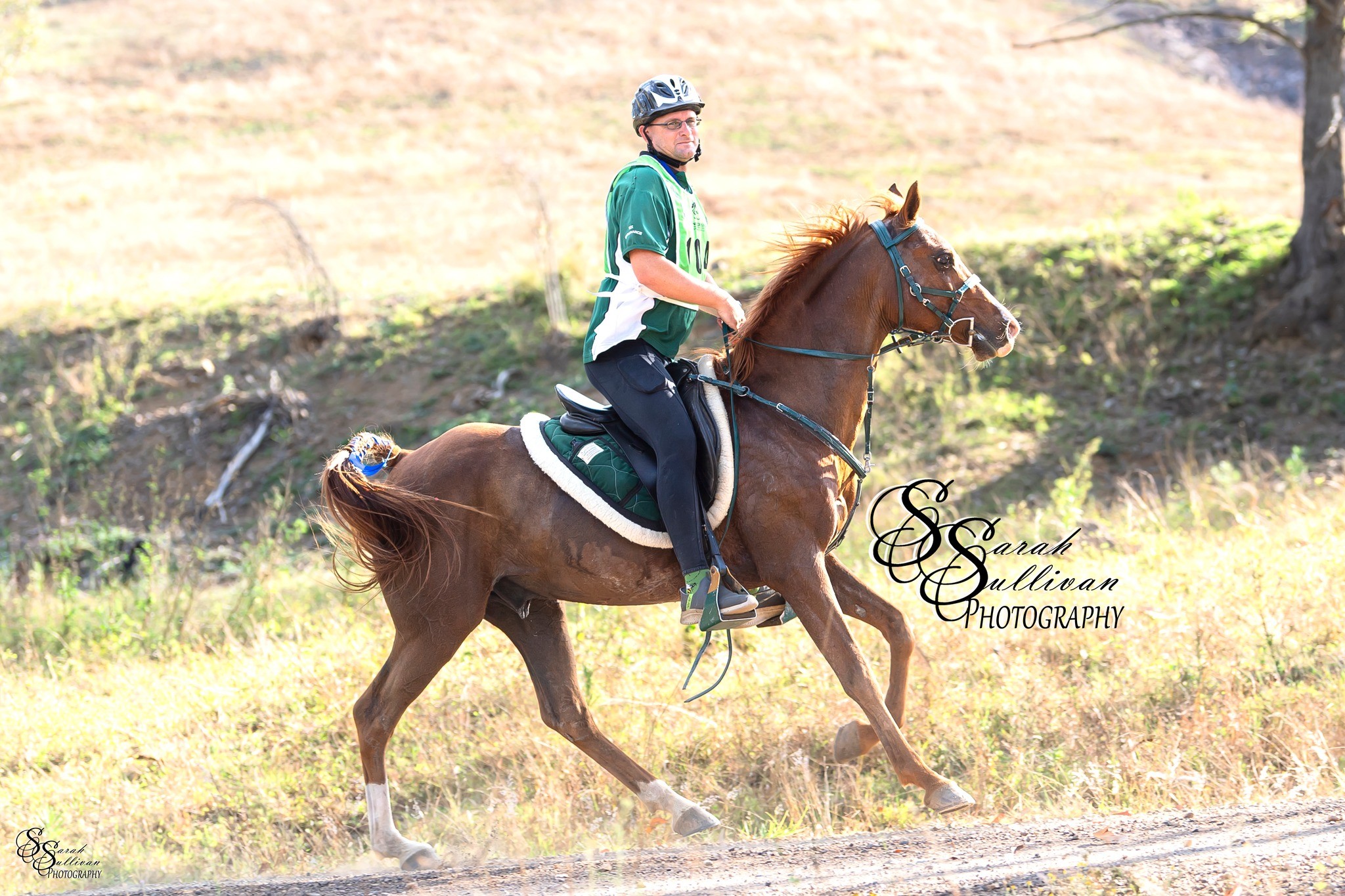Macrocarpa Endurance Horses